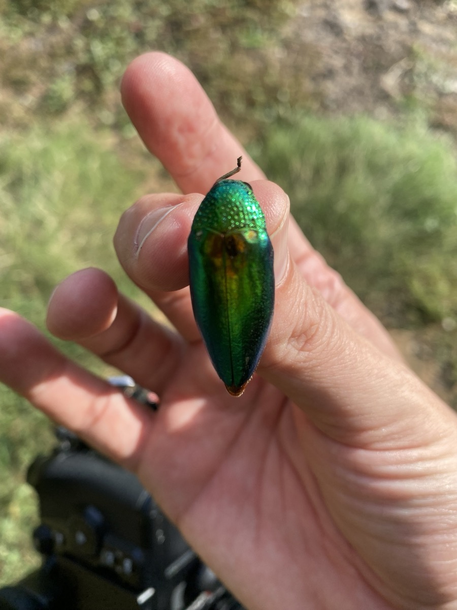 Sternocera aequisignata mit grünem metallischen Glanz