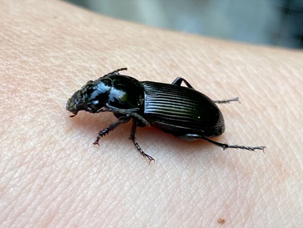 Pterostichus melanarius dorsal auf feuchtem Boden