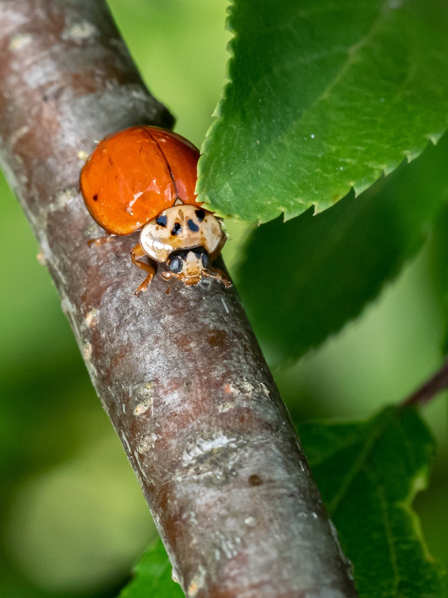 Harmonia axyridis auf einem Rosenblatt
