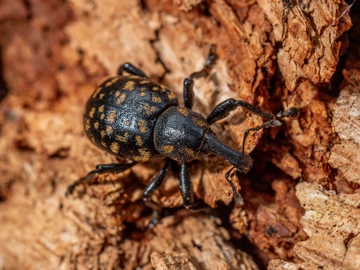 Liparus germanicus auf einem Baumstamm
