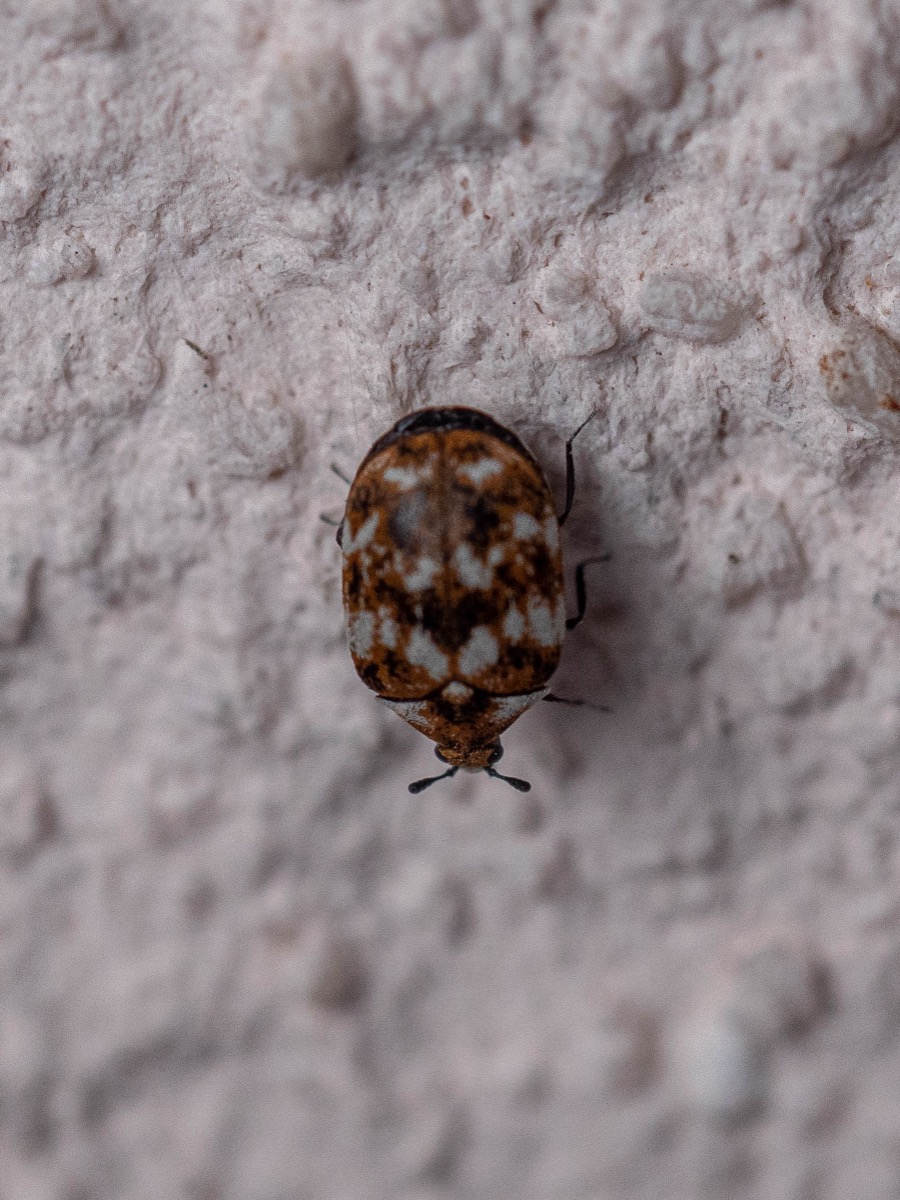 Anthrenus verbasci auf einer hellen Fläche