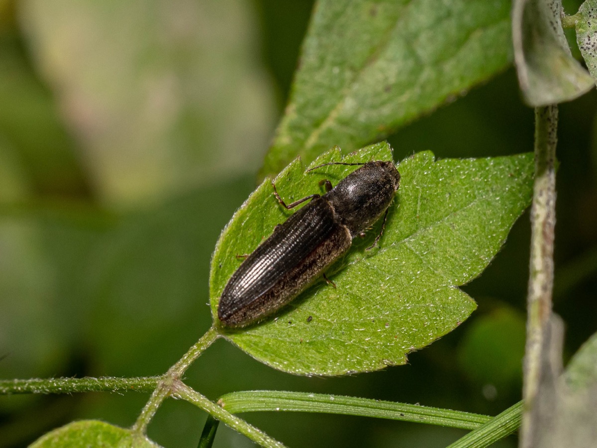 Athous haemorrhoidalis auf einem Blatt