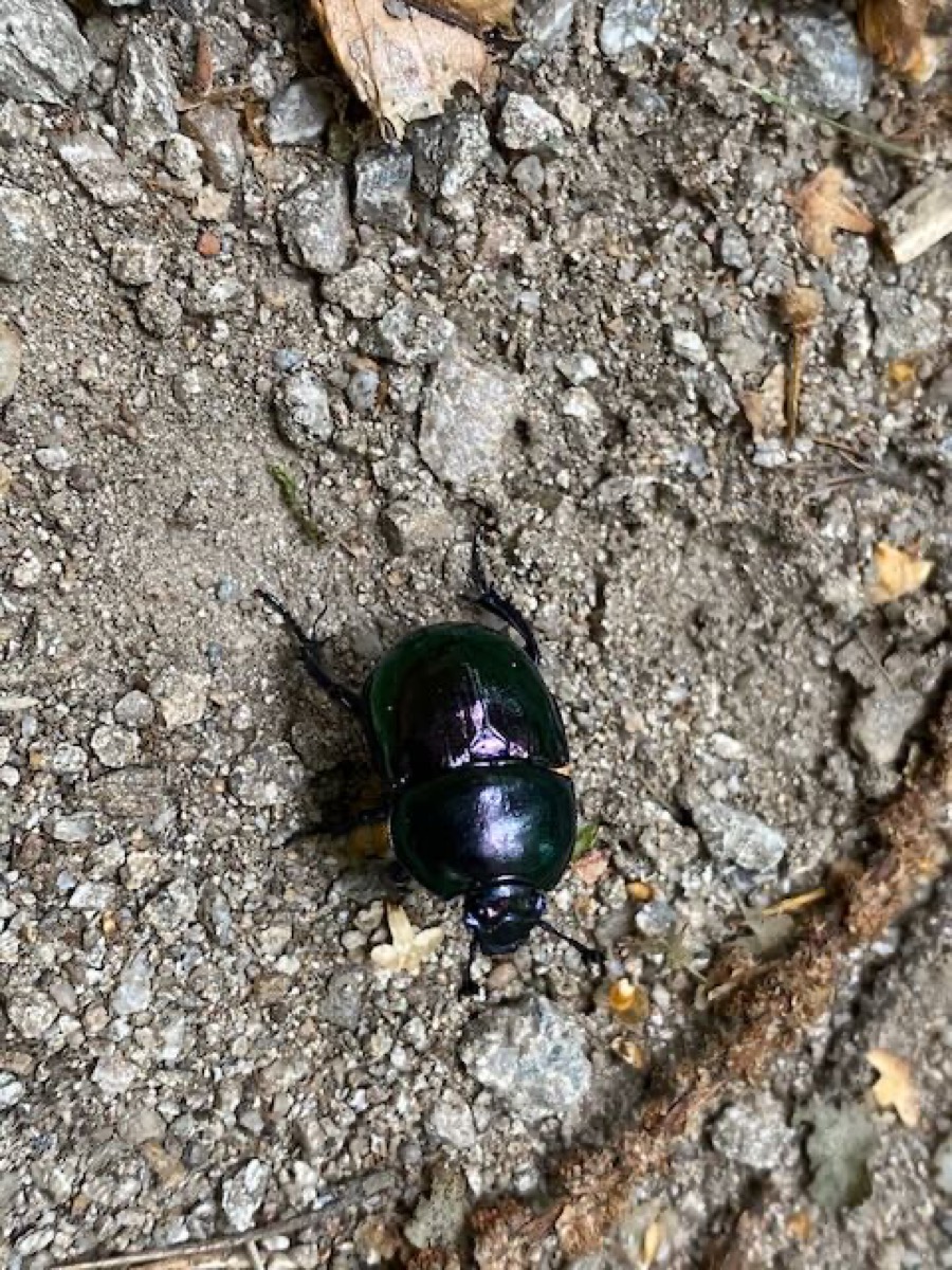 Trypocopris sp. schwarz glänzend auf Waldboden