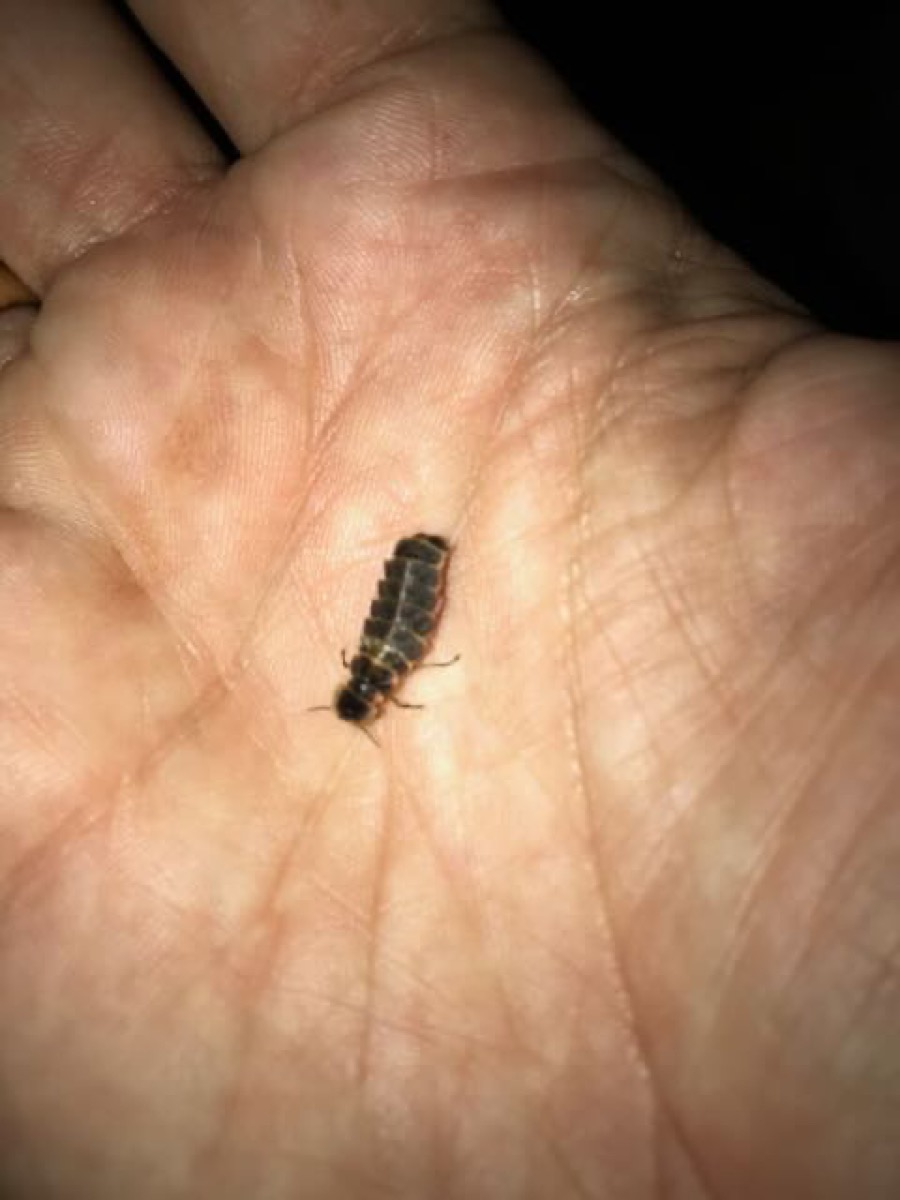 Fliegendes Glühwürmchen (Lampyris noctiluca) auf Stein