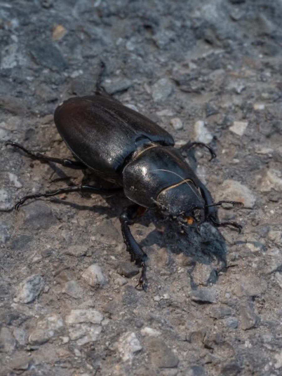 Lucanus cervus Männchen mit großen Mandibeln