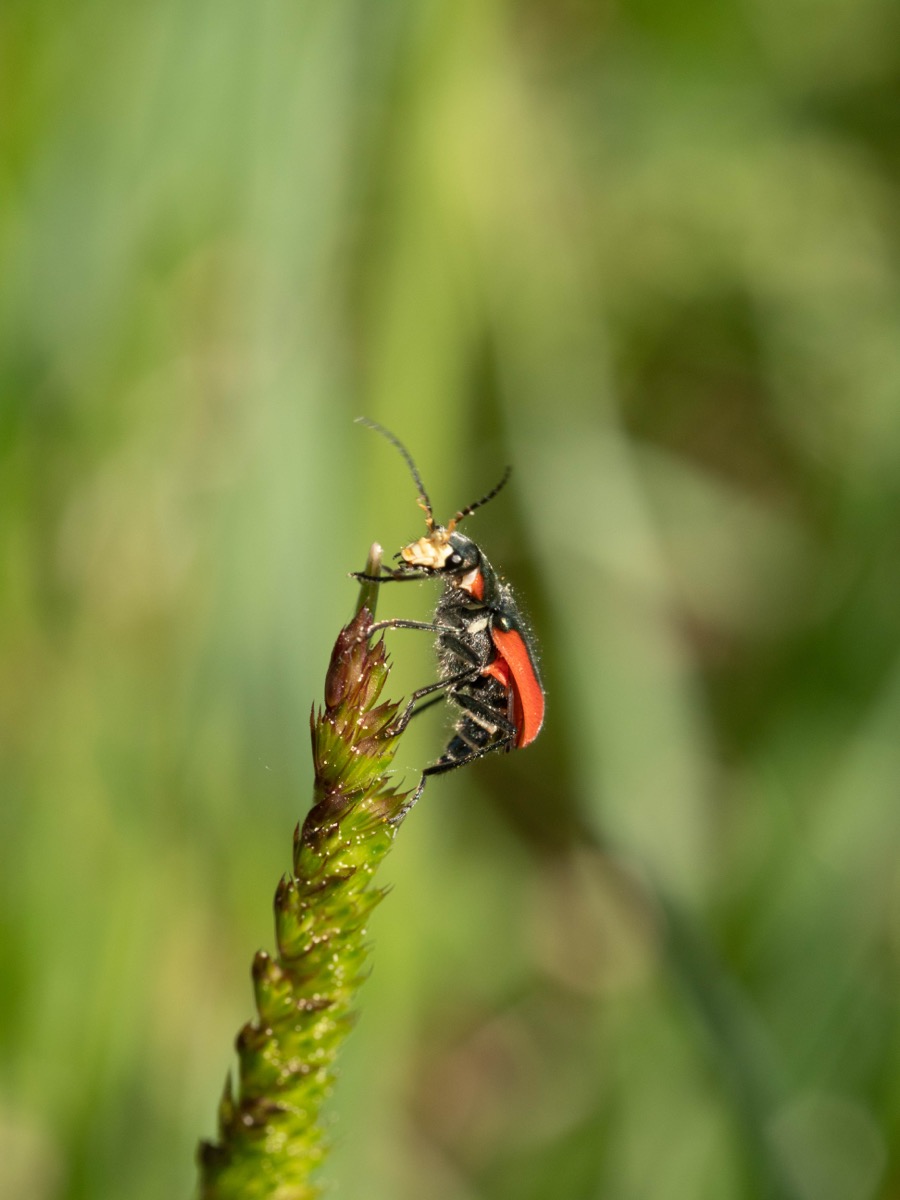 Malachius aeneus auf einer weißen Blüte