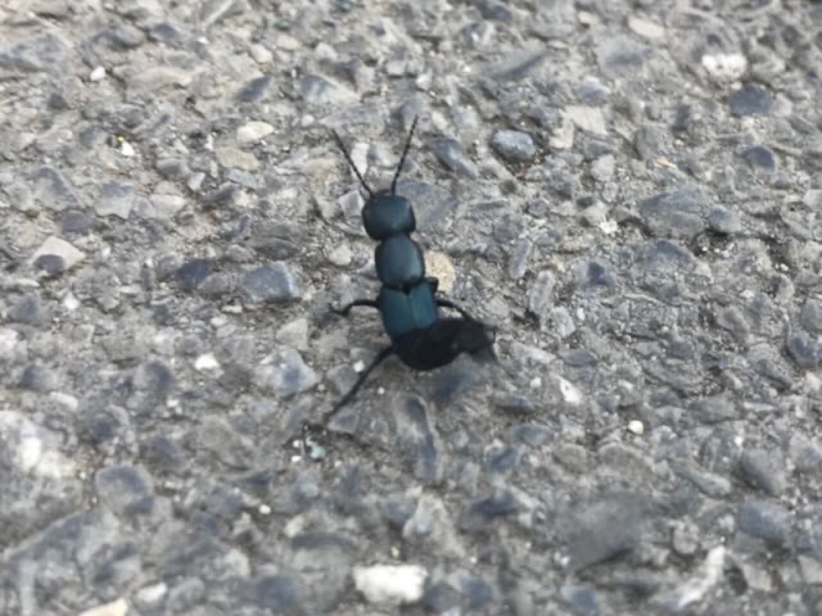 Ocypus ophthalmicus mit hochgehobenen Elytren