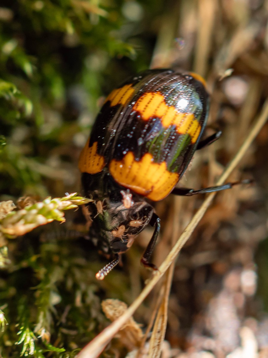 Diaperis boleti auf einem Pilz