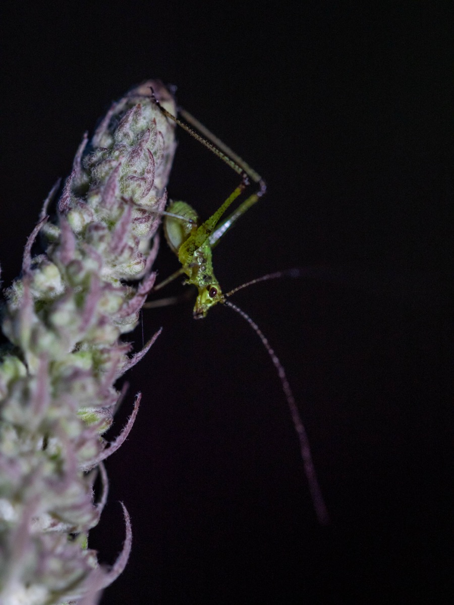 phaneroptera_falcata_01